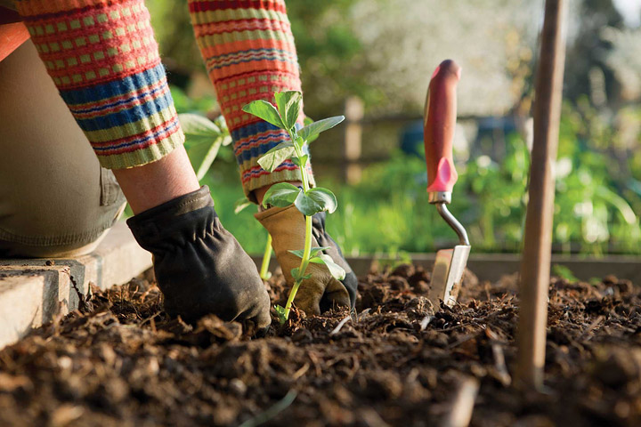 5 Dirty Secrets to a " Less Work " Garden