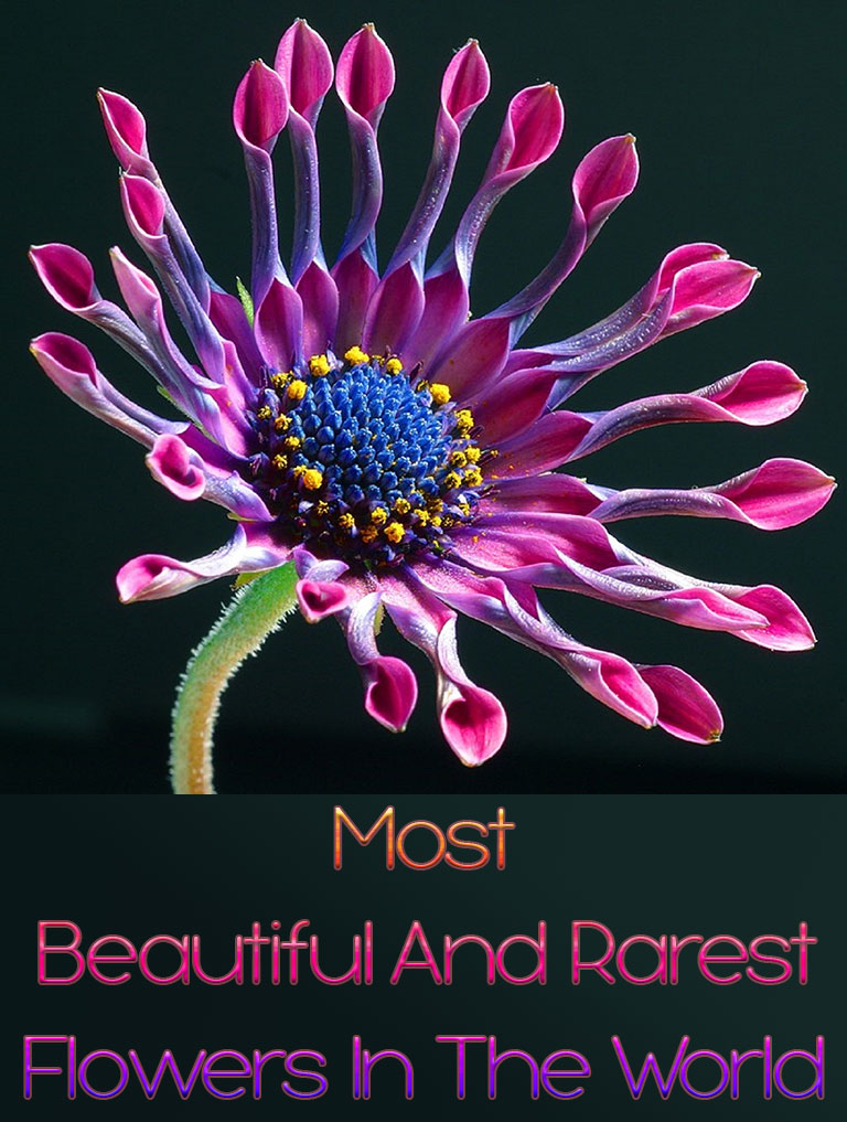 10 Most Beautiful And Rarest Flowers In The World