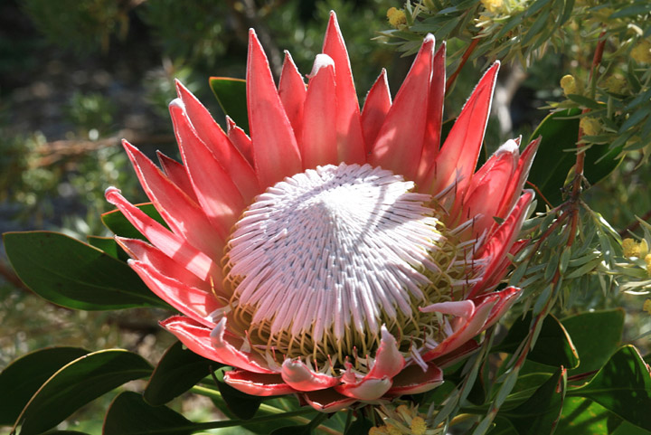 Protea - Taking after Proteus the Son of Poseidon