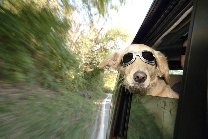 Dogs Behavior - Why do Dogs Like Car Rides?