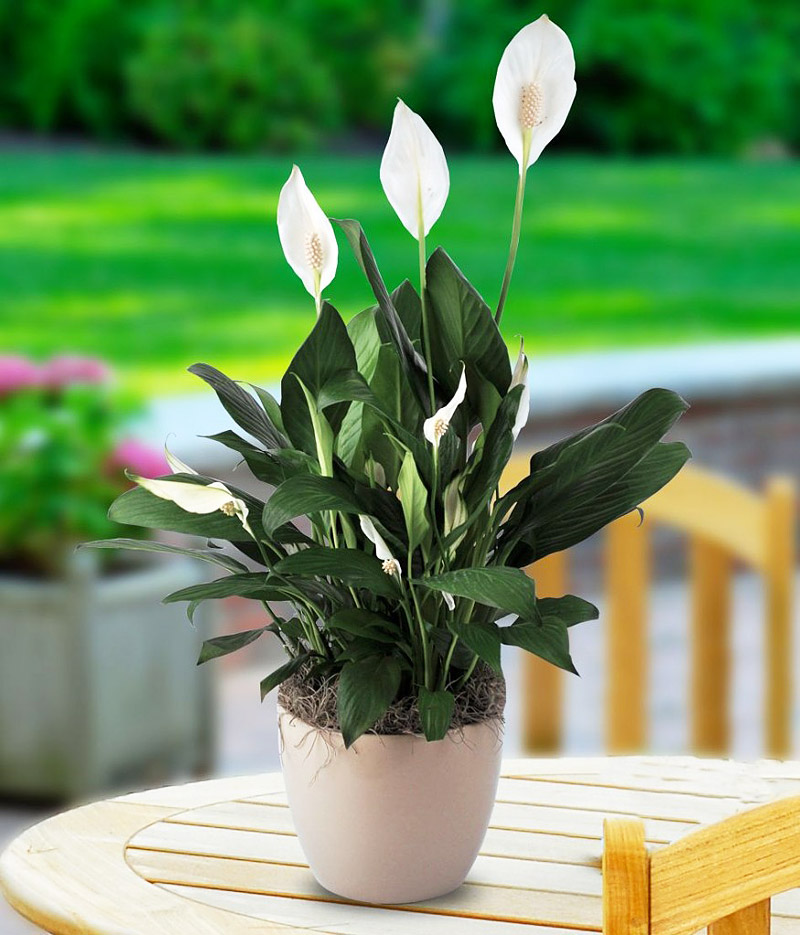 Improve Indoor Air Quality With Air Purifying Houseplants