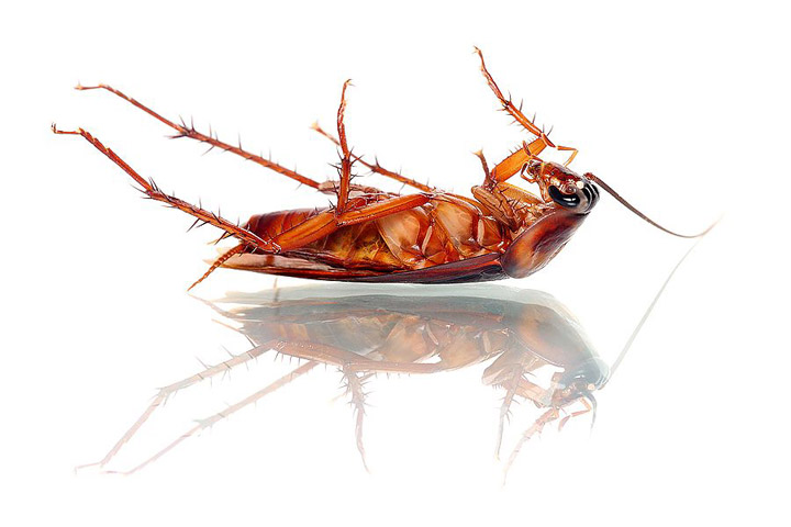 How to Get Rid of Roaches Naturally