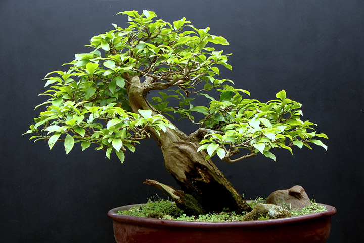 Selecting the Right Bonsai for Your Home