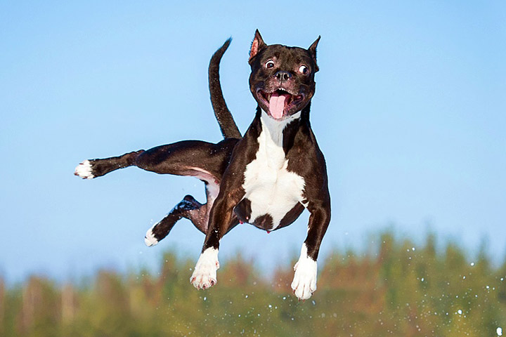 This One Happy Dog Won’t Stop Jumping