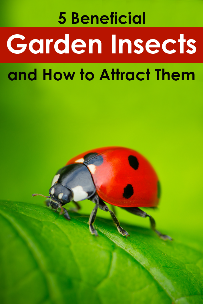 5 Beneficial Garden Insects and How to Attract Them