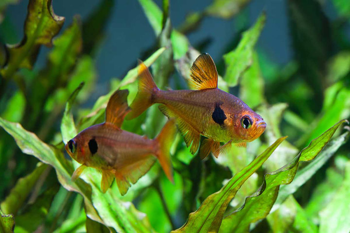 Tetra Fish Info: 5 Most Popular Tetra Fish Types