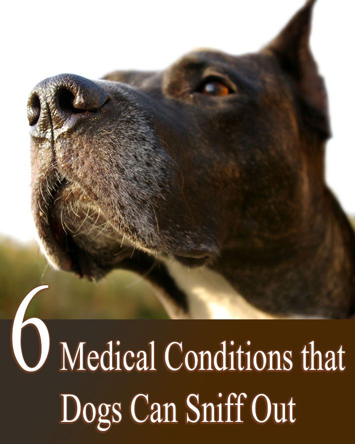 6 Medical Conditions that Dogs Can Sniff Out