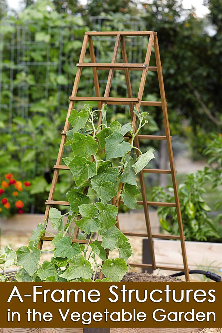 A Frame Structures in the Vegetable Garden