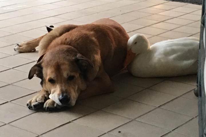 Duck cheers up dog who was depressed for two years after his best friend died