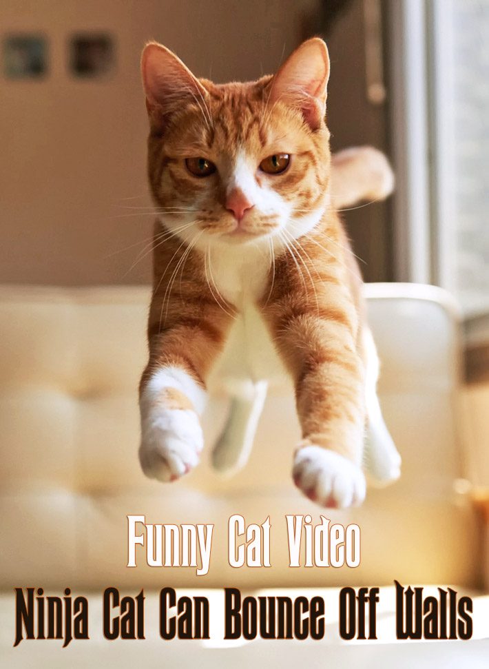 Funny Cat Video – Ninja Cat Can Bounce Off Walls