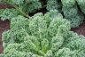 Gardening Guide – How to Grow Kale and Collards