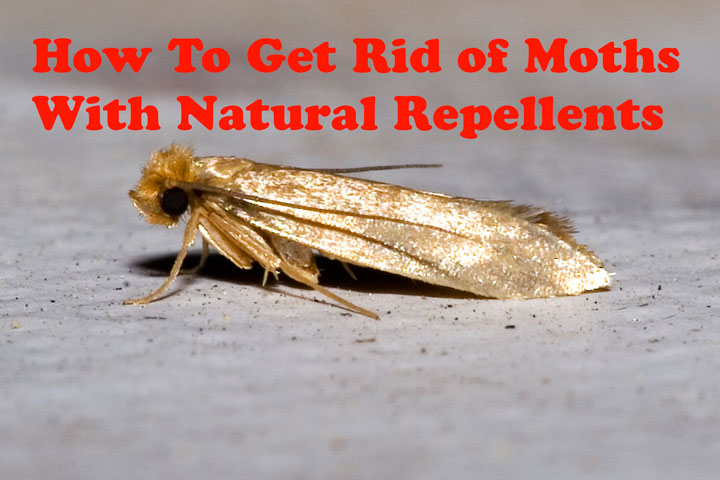 How To Get Rid of Moths With Natural Repellents