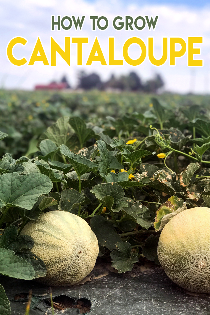 Quiet CornerGardening Guide How To Grow Cantaloupe Quiet Corner