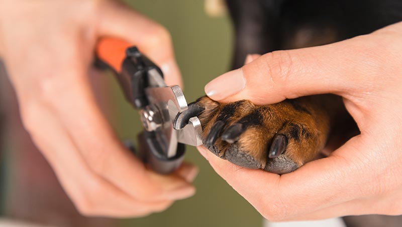 How To Trim Dog Nails For a Perfect Pooch Pedicure