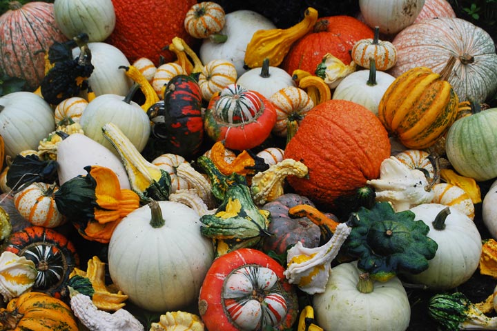 How to Dry or Cure Gourds