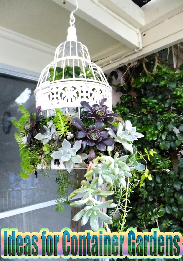 Ideas for Container Gardens