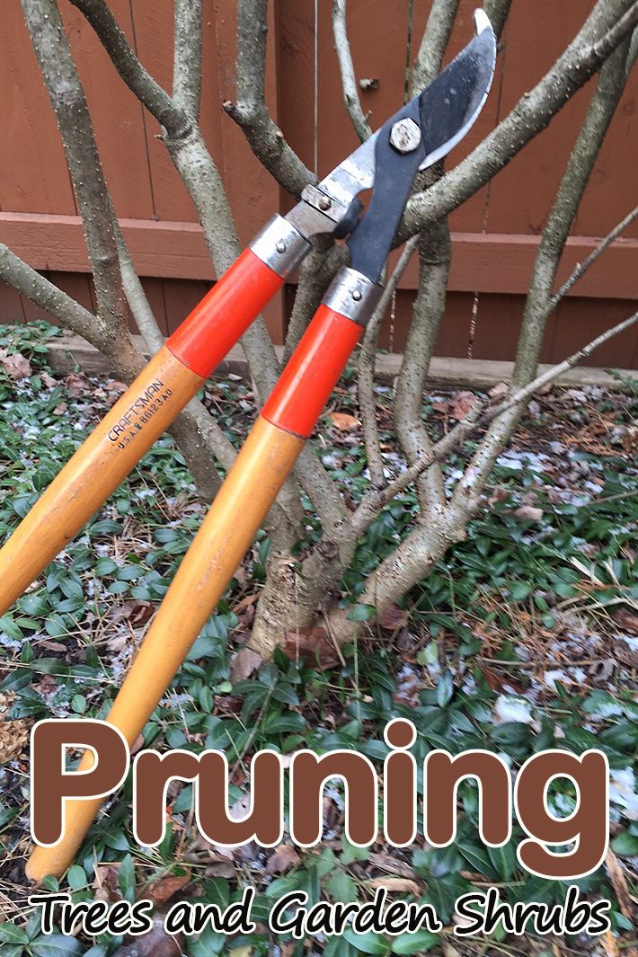 Pruning a Tree and Garden Shrubs