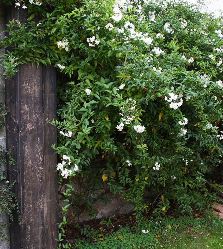 Shady Plants To Brighten Up Even The Shadiest Spots