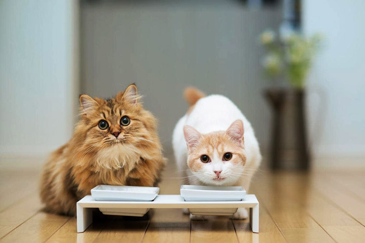 Simple Tips for Introducing Two Cats