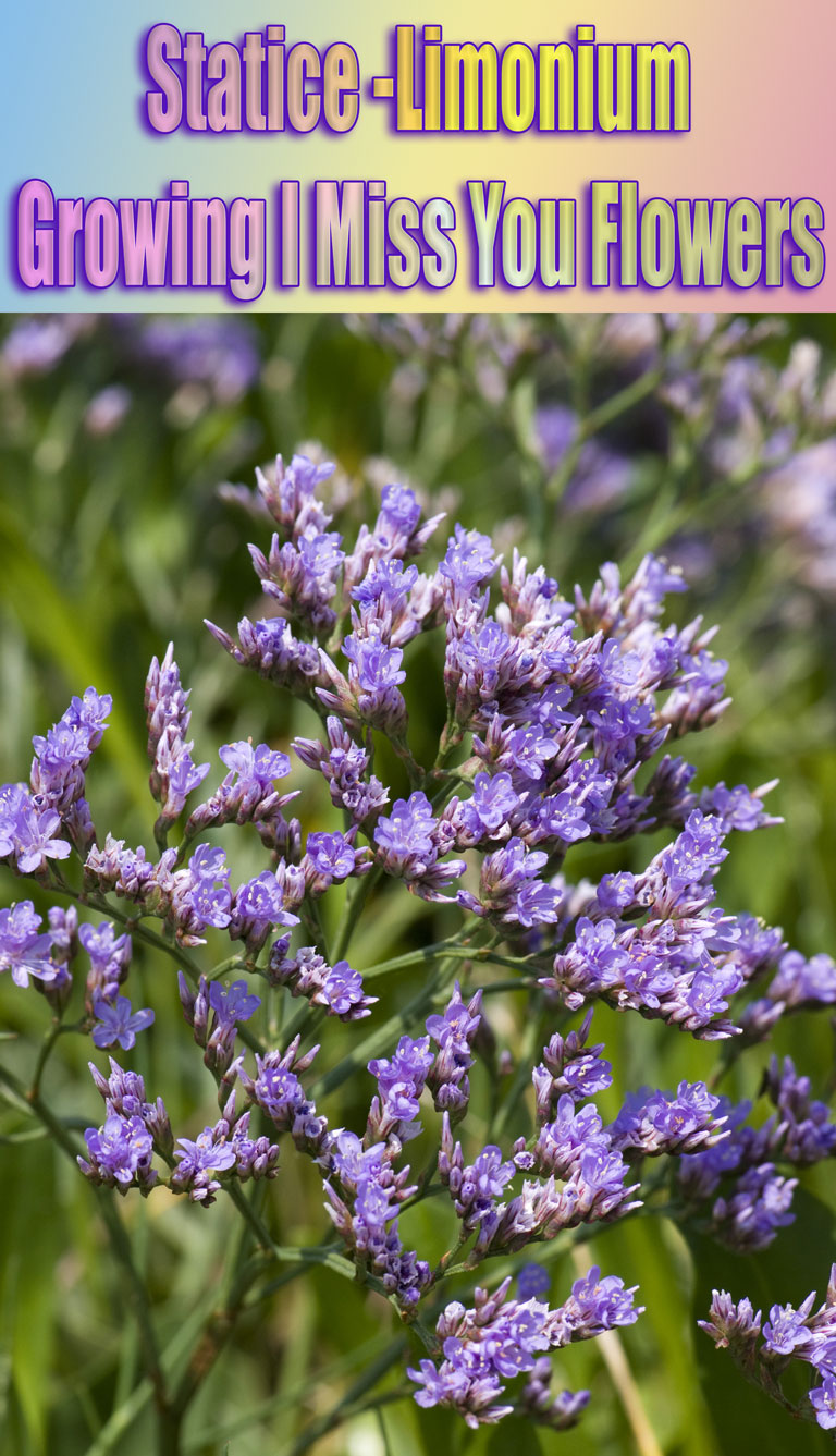 Statice Limonium - Growing I Miss You Flowers