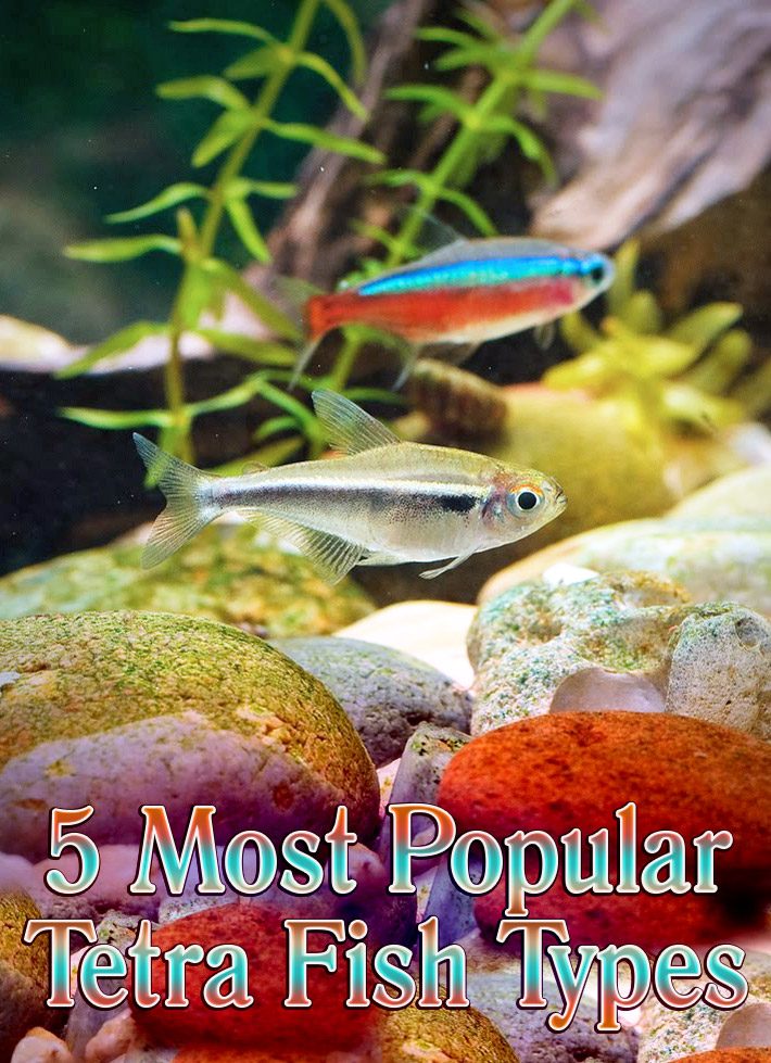 Tetra Fish Info: 5 Most Popular Tetra Fish Types