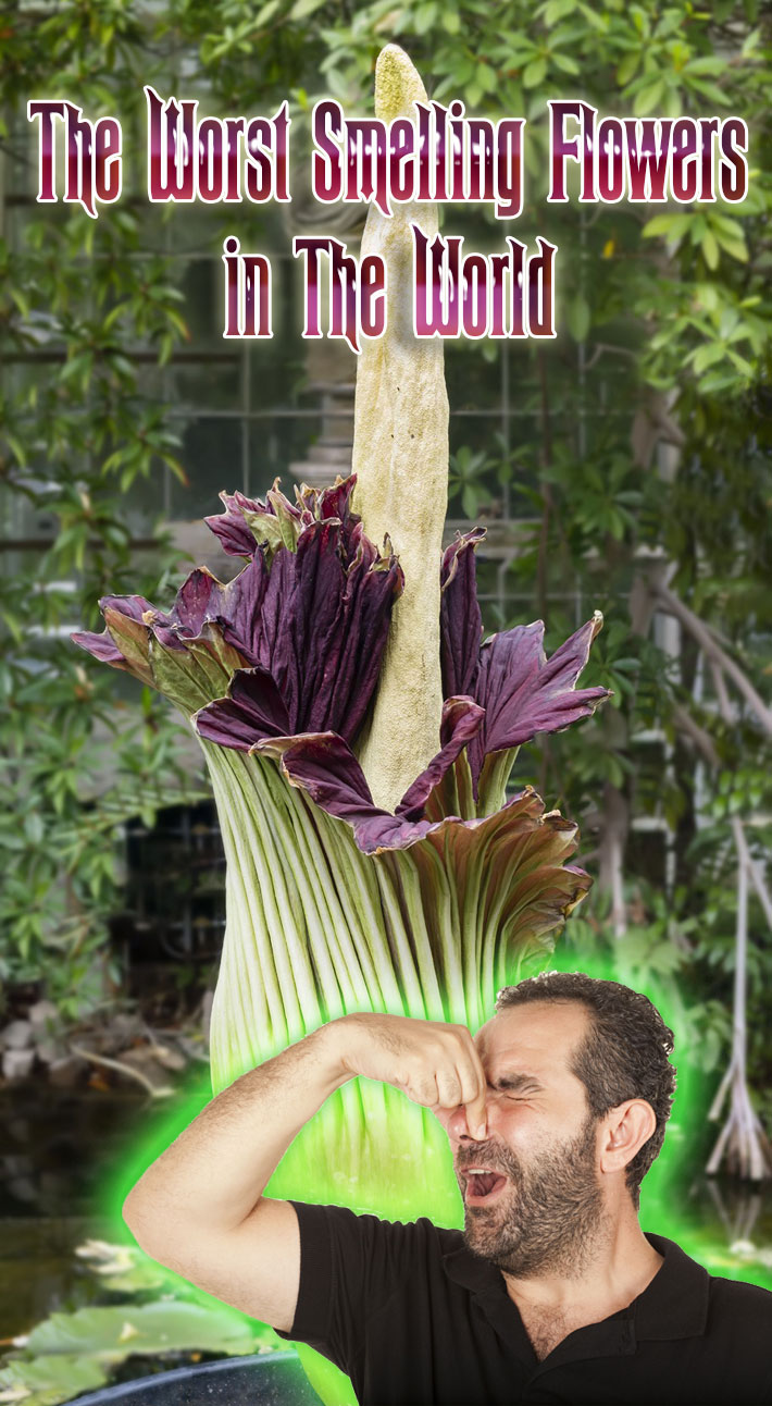 what is the worst smelling food in the world