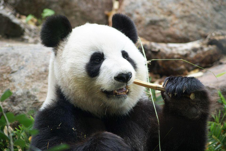 Giant Panda No Longer Endangered