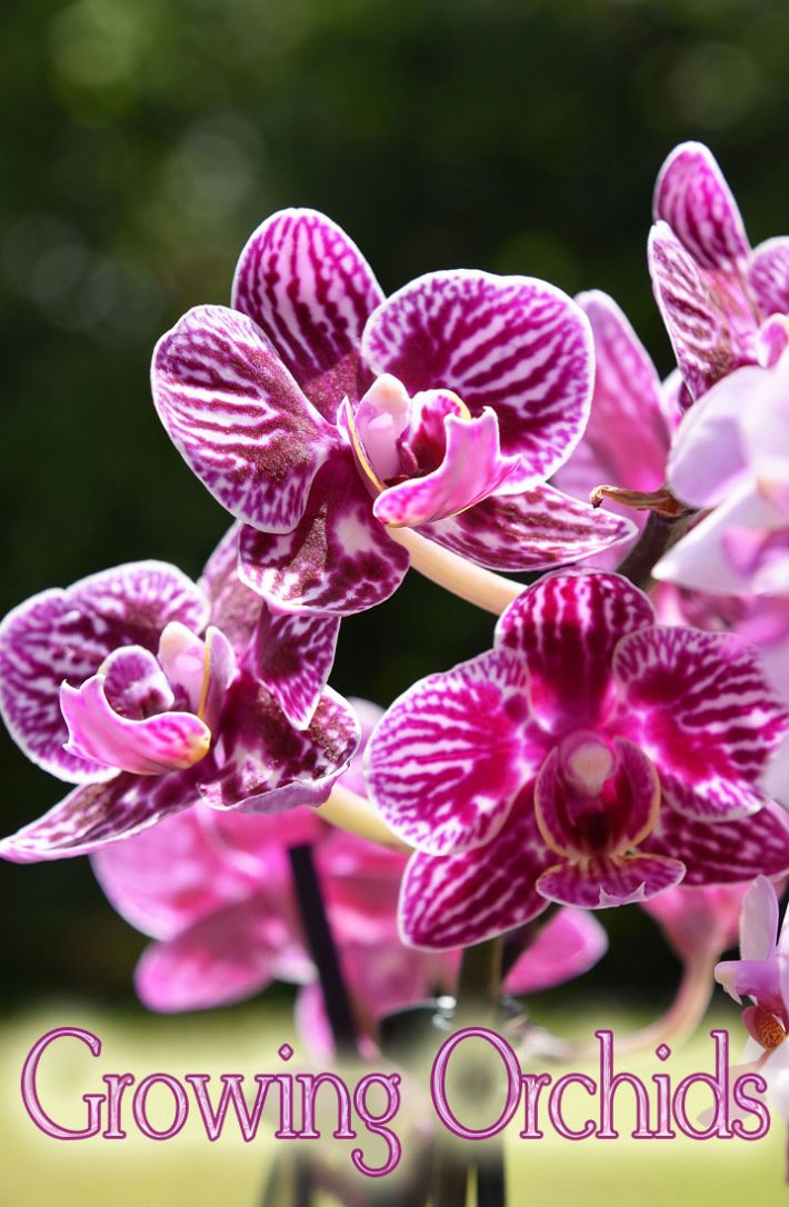 The Total Guide To Growing Beautiful Orchids