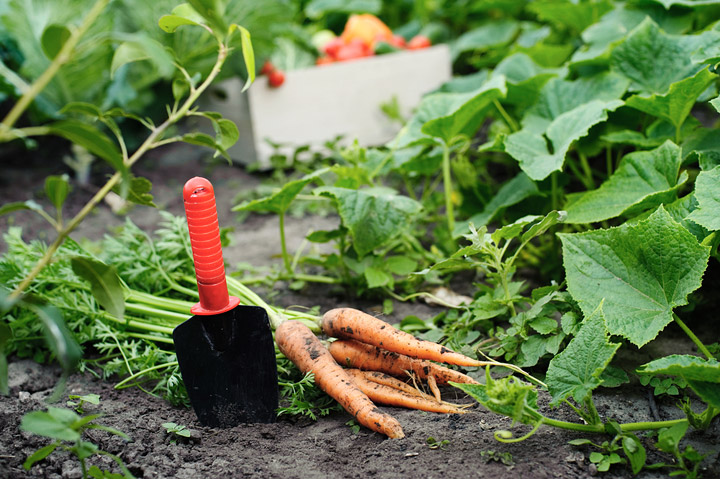 Fall Vegetable Garden - Vegetables to Grow During Fall