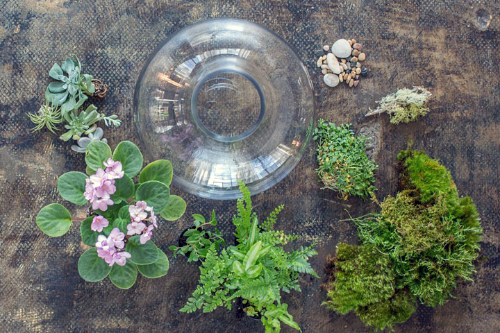 Helpful Guide to Choosing Terrarium Plants