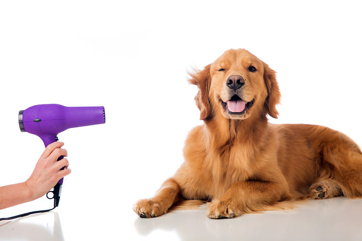 Dog Grooming – How to Groom Your Dog at Home