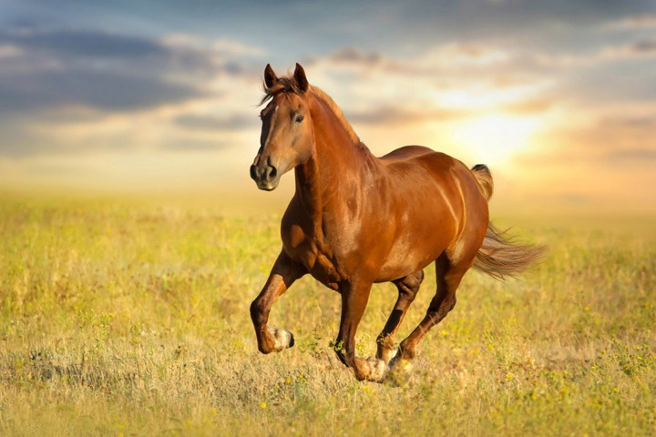 Top 10 Most Famous Horses In The History