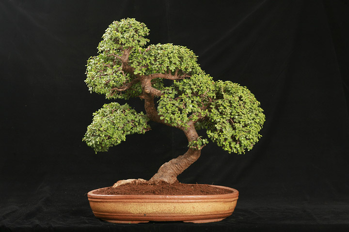 How to Care for Your Bonsai Tree