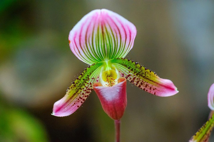 The Total Guide To Growing Beautiful Orchids