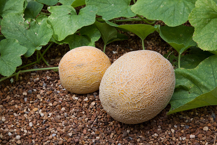 Gardening Guide - How To Grow Cantaloupe