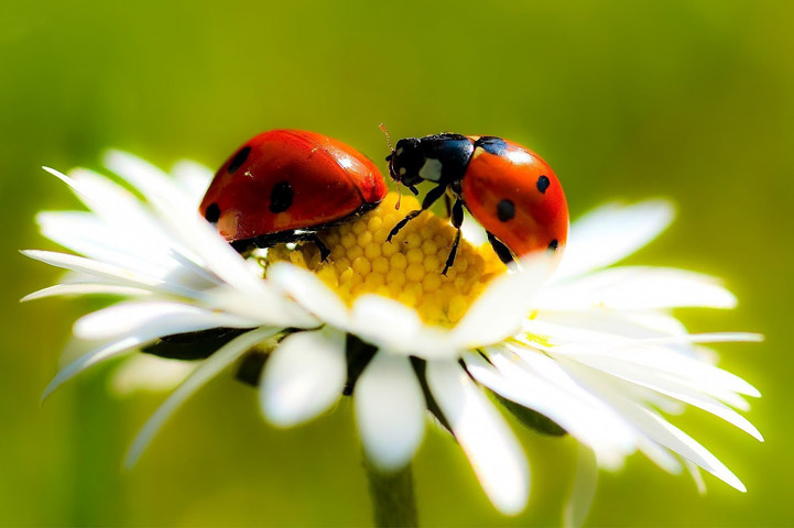 5 Beneficial Garden Insects and How to Attract Them