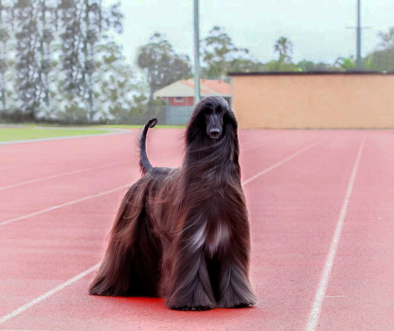 Afghan Hound Tea - Prettiest Dog In The World?