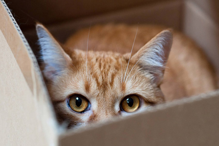 What's Up With That: Why do Cats Love Boxes so Much?