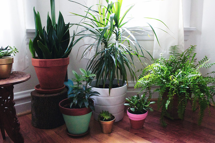 Bringing Plants Indoors