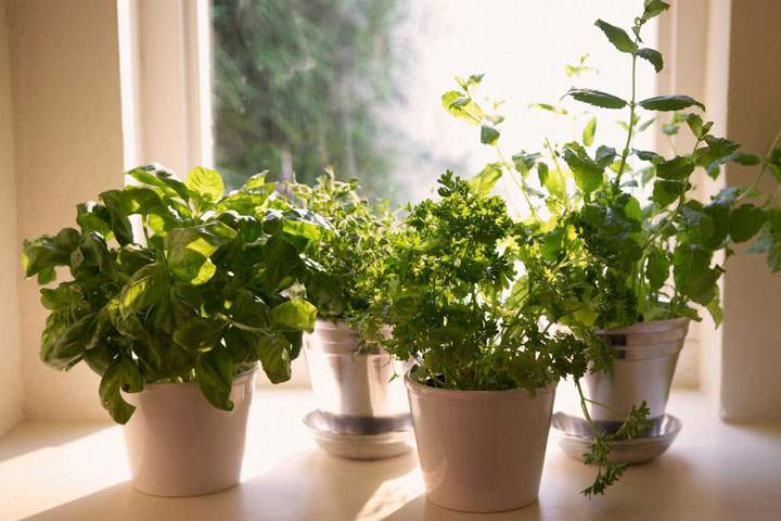 Best Herbs To Grow Indoors