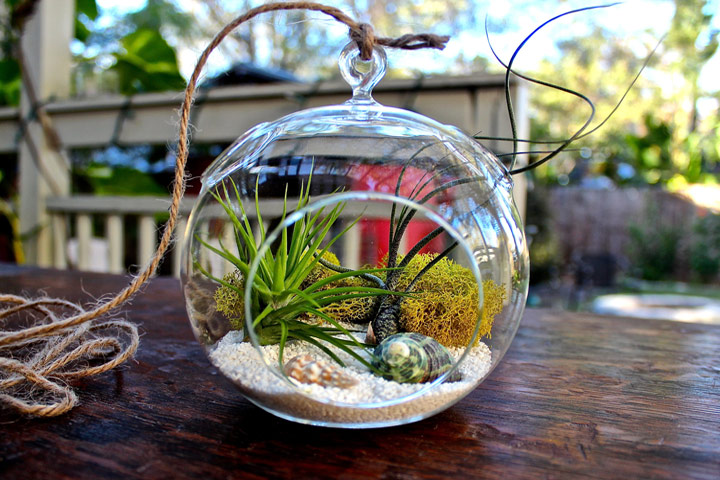 Choosing the Best Plants for Your Terrarium