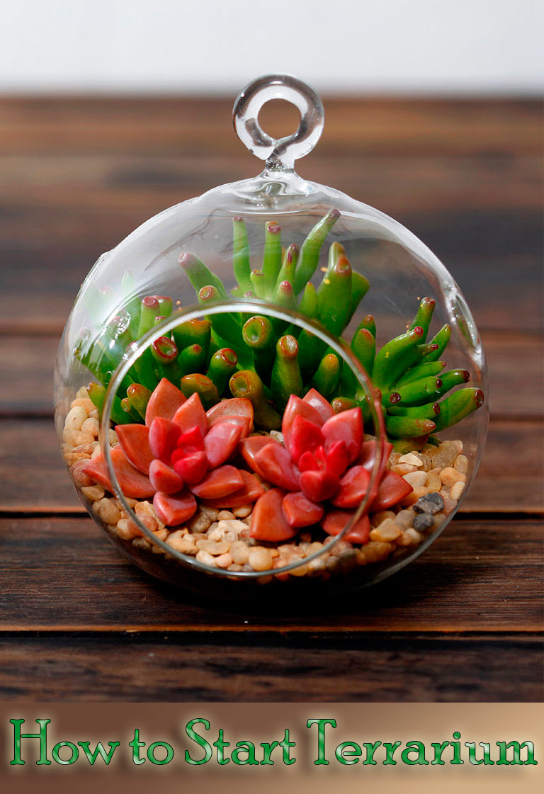 How to Start Your Own Trouble Free Terrarium