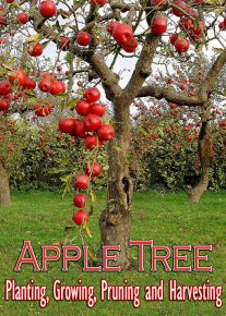 Apple Tree - Planting, Growing, Pruning and Harvesting