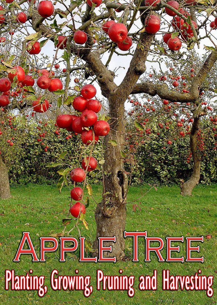 Apple Tree – Planting, Growing, Pruning and Harvesting
