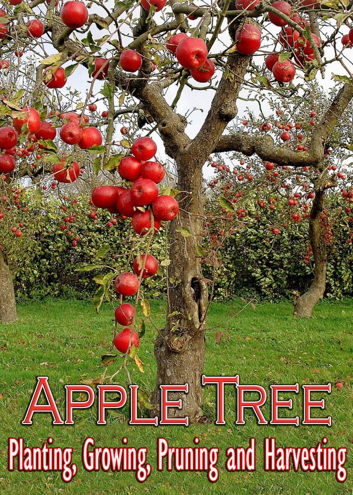 How Long Does An Apple Tree Take To Grow Fruit Fruit Trees how-long-does-an-apple-tree-take-to-grow-fruit-fruit-trees
