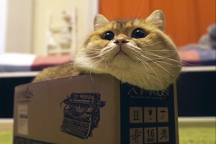 Funny Cat Video – Cat Determined to Fit Inside Box