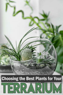 Choosing the Best Plants for Your Terrarium