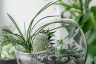 Choosing the Best Plants for Your Terrarium