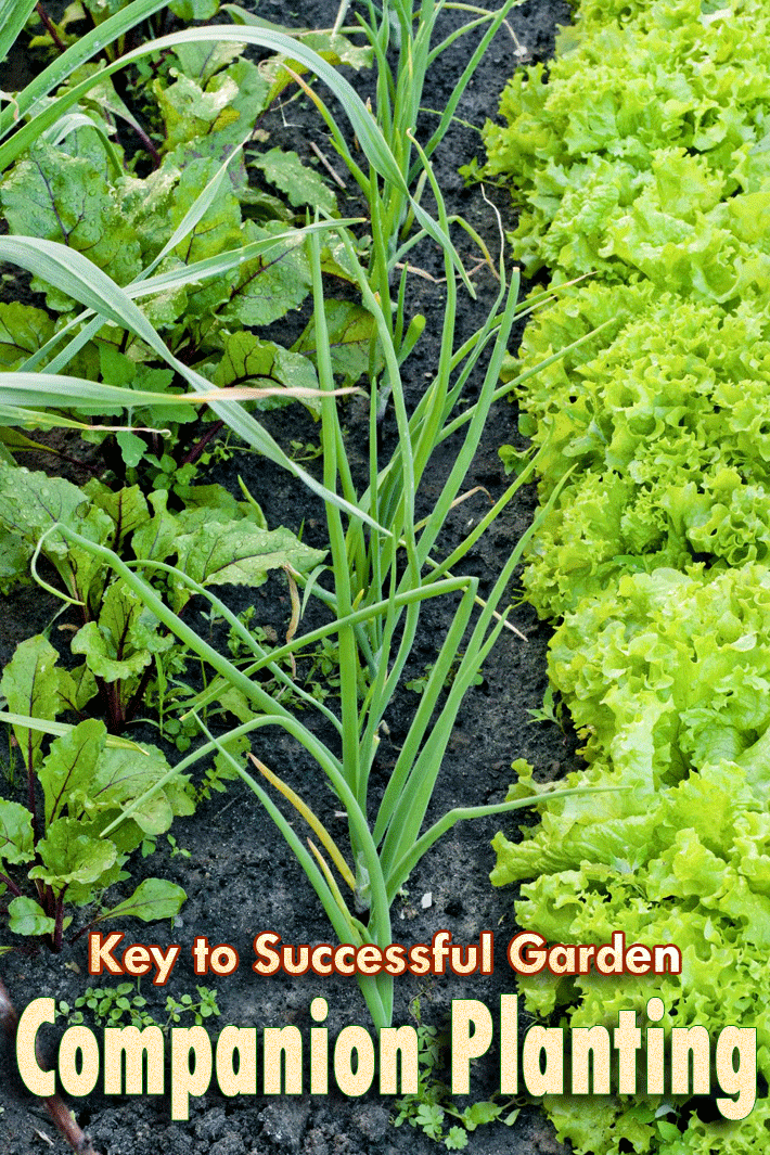 Companion Planting – Key to Successful Garden