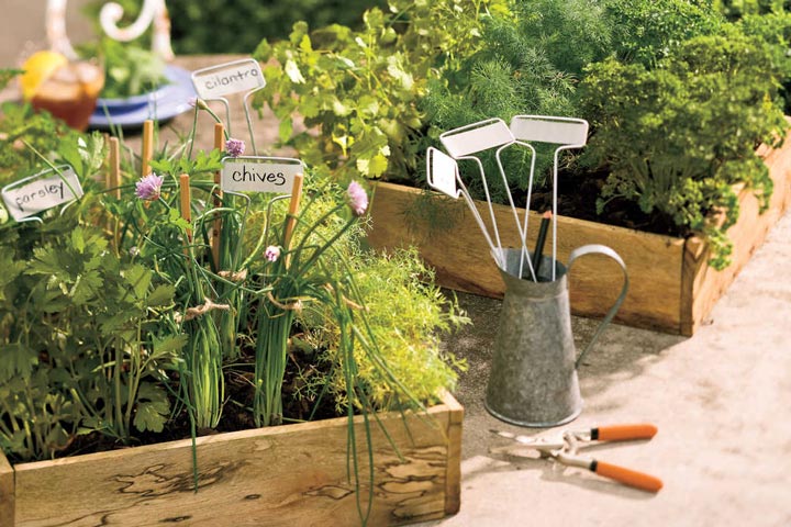 Cool Season - Herbs Growing Tips